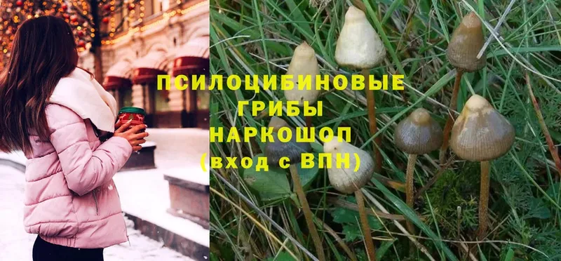 Галлюциногенные грибы Magic Shrooms  Раменское 